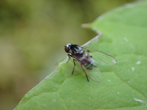 Polyporivora ornata